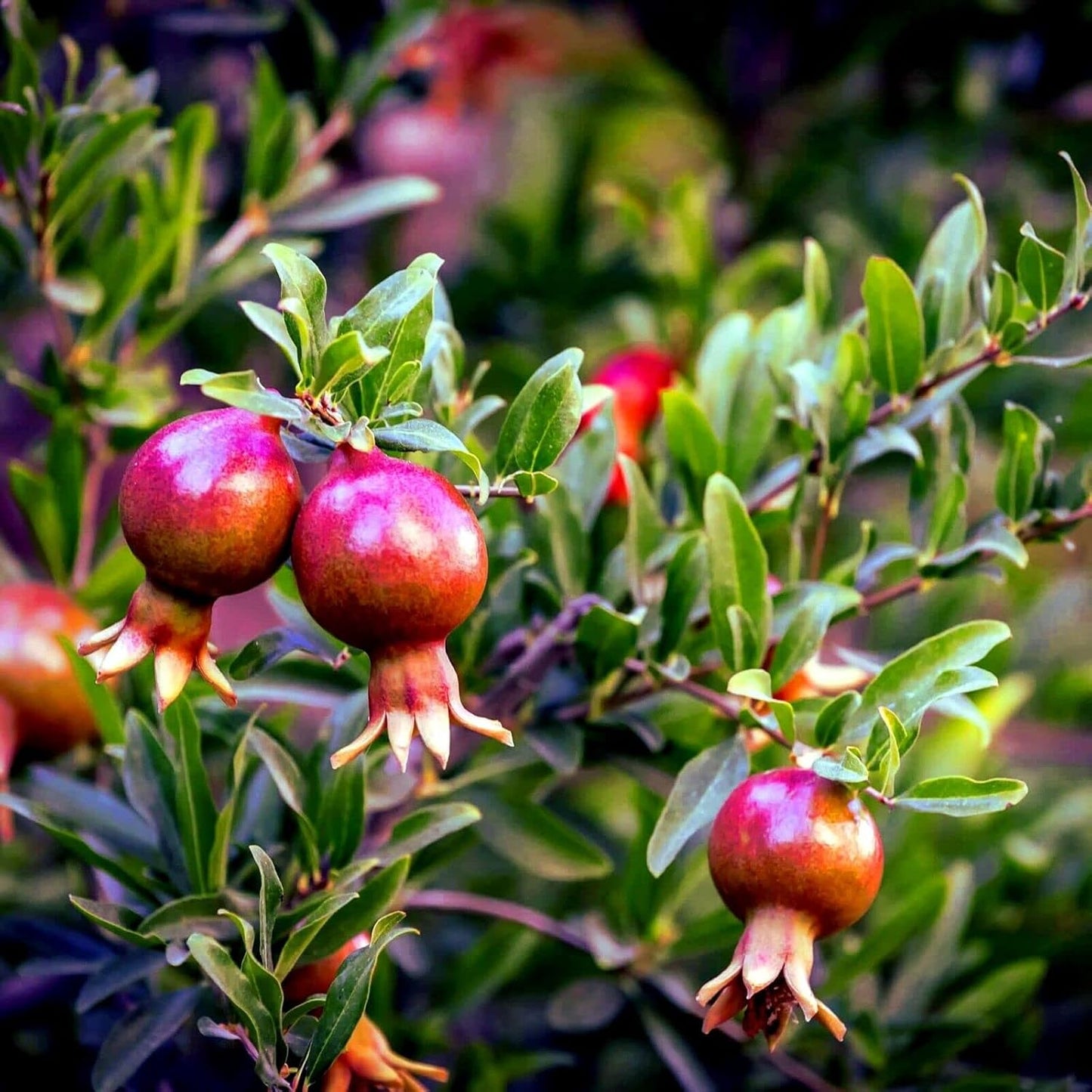 Dwarf Pomegranate Tree Seeds - Punica granatum 'Nana'