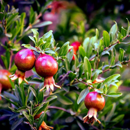 Dwarf Pomegranate Tree Seeds - Punica granatum 'Nana'