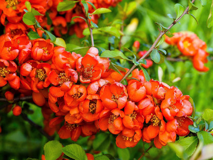 Red Flowering Dwarf Quince (Chaenomeles japonica) – Scarlet Fruit Shrub Seeds