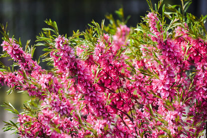 Dwarf Russian Almond (Prunus Tenella) - Rose Red & Pink Fragrant Flower Shrub Seeds