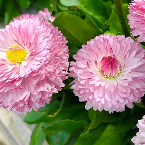 Pink White Bellis Flower seeds for Planting Wildflower Mix Heirloom & GMO Free Seeds for Home Garden 
 
 Sale