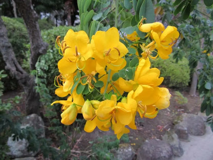 Christmas Senna Flower Seeds