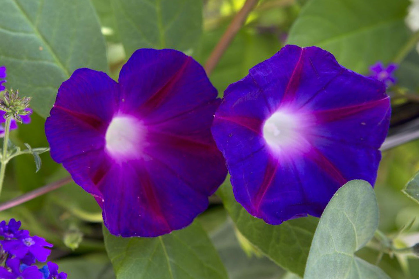 Morning Glory 'Star of Yelta' Flower Seeds