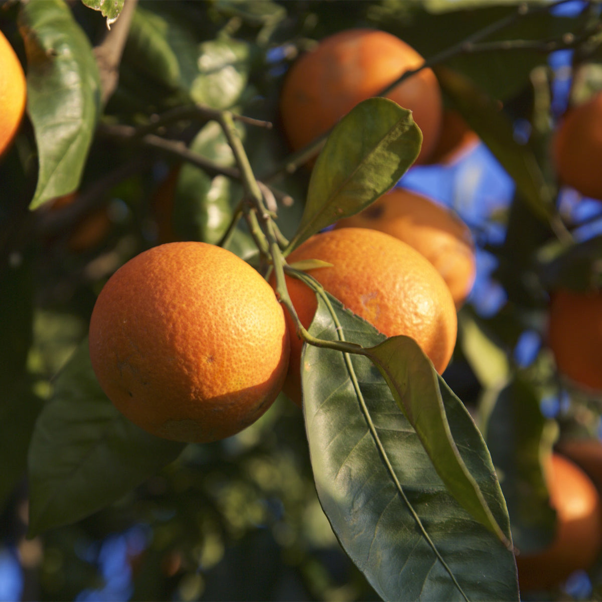 Blood Orange Tree Seeds