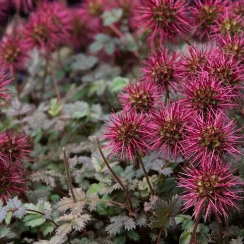 Heirloom Acaena Microphylla Flower seeds for Planting Garden Favorite Heirloom & GMO Free Seeds for Home Garden