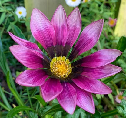 Purple Gazania Flower seeds for Planting - Shade Tolerant, Heirloom & GMO Free Seeds for Home Garden