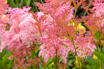 Queen of The Prairie Flower Seeds