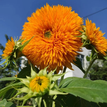 Teddy Bear Dwarf Sunflower Seeds