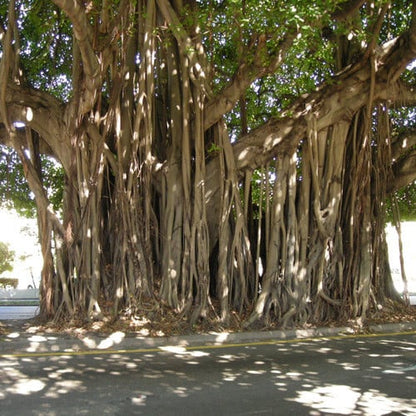 Banyan / Banyan Fig Tree (Ficus Benghalensis) - East Indian Aerial Root Houseplant Seeds