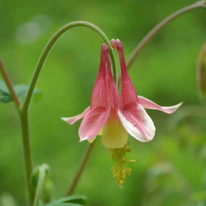 Canadian Columbine Flower Seeds
