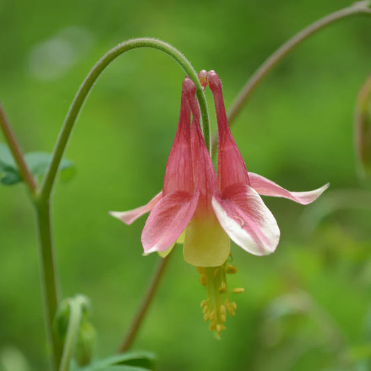 Canadian Columbine Flower Seeds