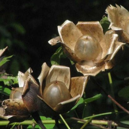 rose bud seeds Wood Rose (Merremia tuberosa) Flower Seeds for Planting – Heirloom, No – Pure Asia Seeds