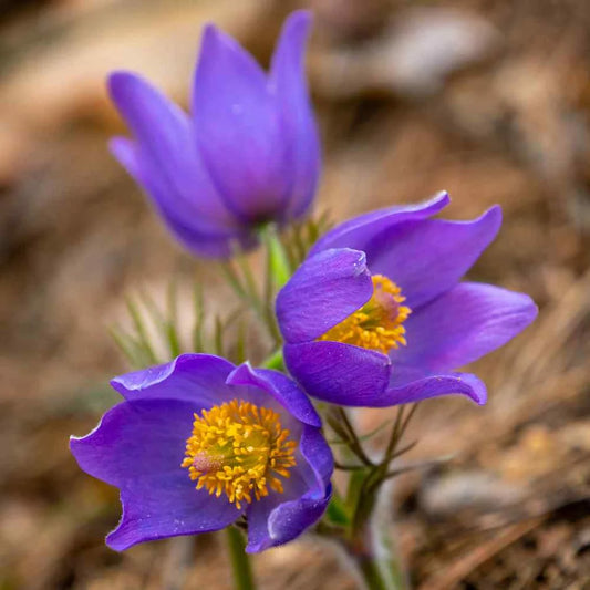 Violet Anemone Flower Seeds