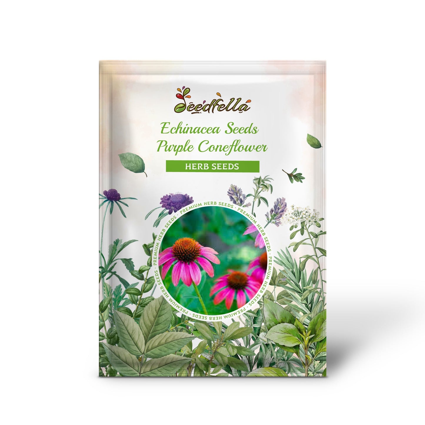 Echinacea Seeds - Purple Coneflower (Echinacea purpurea)