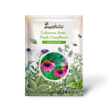 Echinacea Seeds - Purple Coneflower (Echinacea purpurea)