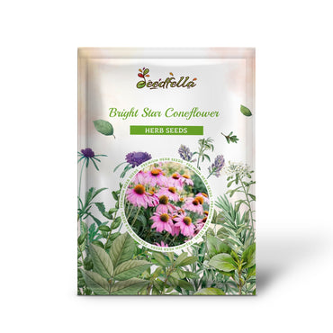 Bright Star Coneflower (Echinacea Purpurea) - Lavender Bright Rose Pink Flower Seeds