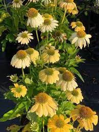 Echinacea Seeds - Yellow (Echinacea purpurea 'Yellow')