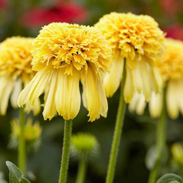 Echinacea Meteor Yellow Flower Seeds