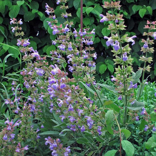 Lila Beinwell-Blumensamen zum Pflanzen – Bunte Blütenpracht, Erbstücksamen & Gentechnikfreie Samen für den Hausgarten