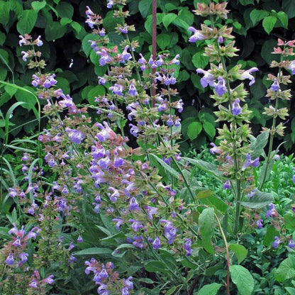 Lila Beinwell-Blumensamen zum Pflanzen – Bunte Blütenpracht, Erbstücksamen & Gentechnikfreie Samen für den Hausgarten