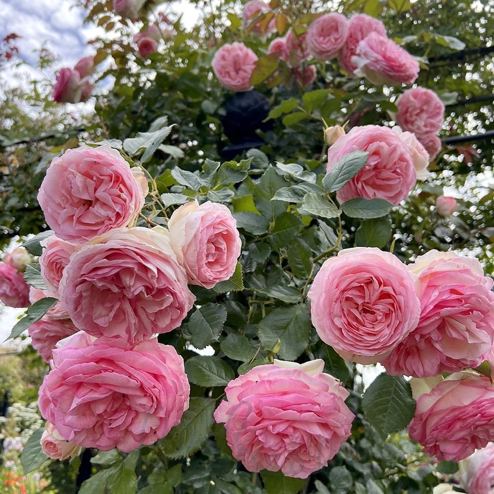 Eden Climbing Rose - Graceful & Fragrant Climbing Rose Bush for Your Garden
