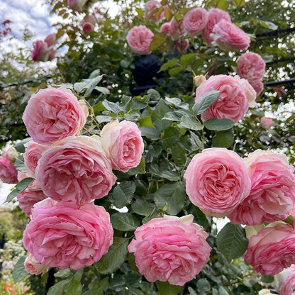 Eden Climbing Rose - Graceful & Fragrant Climbing Rose Bush for Your Garden