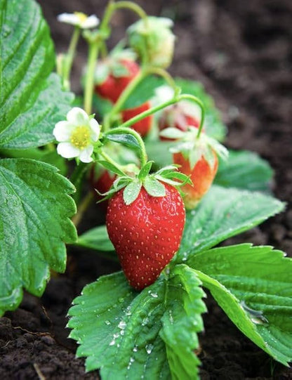 Balcony Edible Berry Plant Seeds – Potted Ornamental Red Fruit
