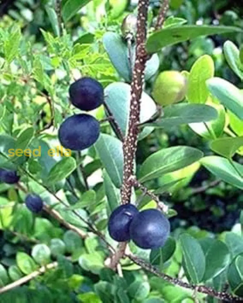 Chrysobalanus Icaco Seeds for Planting - Grow Edible Black Fruit Plants