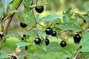Edible Jabuticaba Black Fruit Seeds for Planting