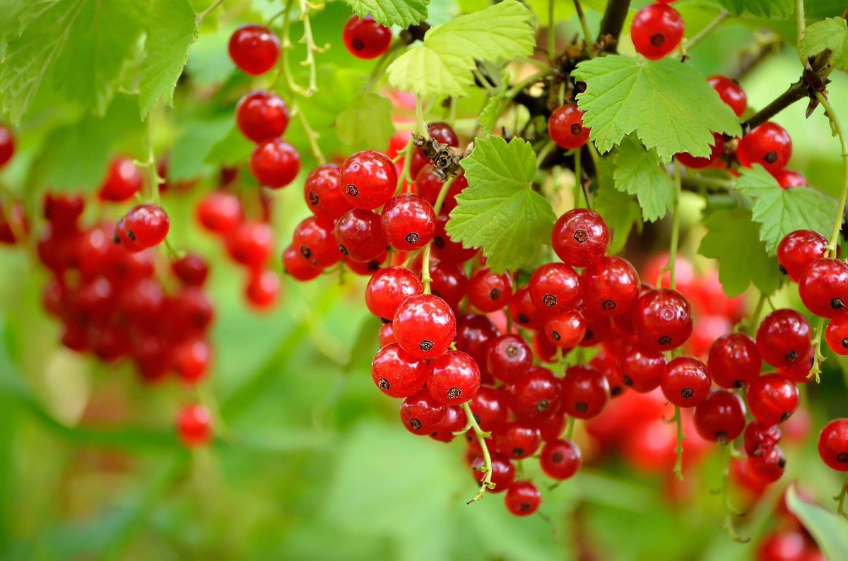 Red Wax Currant (Ribes cereum) Edible Fruit Berries - Pink Flowers Shrub Seeds