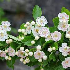 English Hawthorn Tree (Crataegus laevigata) – Edible Fruit, Mayflower – Seeds