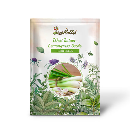 West Indian Lemongrass Seeds (Cymbopogon citratus) – Edible