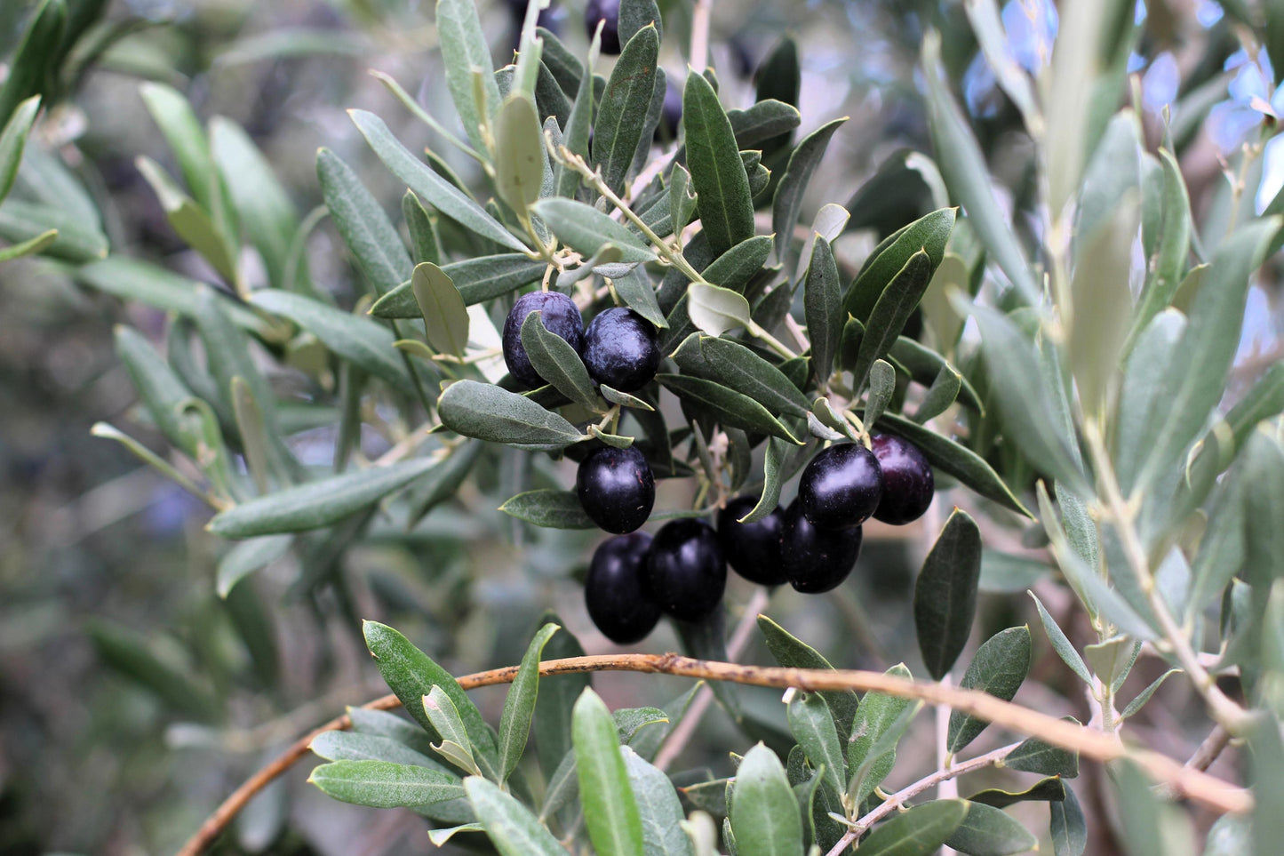 Canino Olive Tree (Olea europaea) Seeds – Edible European Common Green/Black Fruit