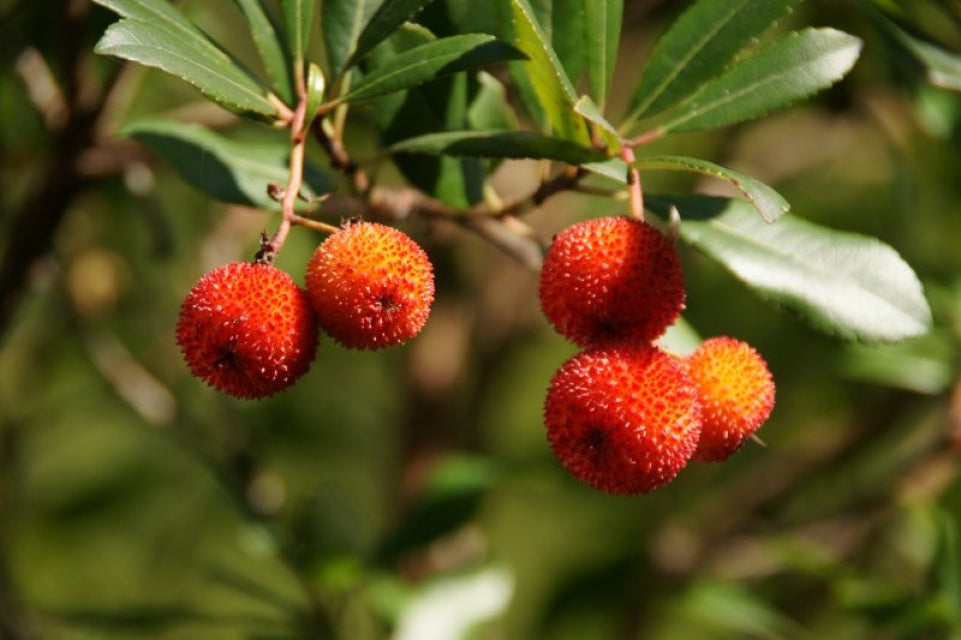 Rare Strawberry Tree Seeds – Arbutus Unedo 'Irish Killarney' – Edible Fruit & Evergreen Foliage