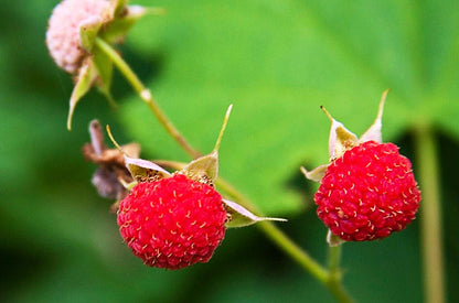 Stachelbeerstrauch (Rubus parviflorus) – Essbare rote Beerenfrucht – Einheimische weiße Blütenstrauch-Samen