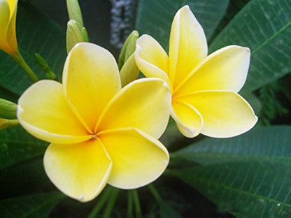 Egg Flower Yellow and White Blooms in Garden