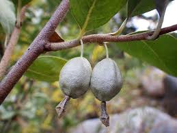 American Silverberry (Elaeagnus Commutata) Wolf Willow / Wolfberry Wild Olive Berry Fruit Shrub Seeds