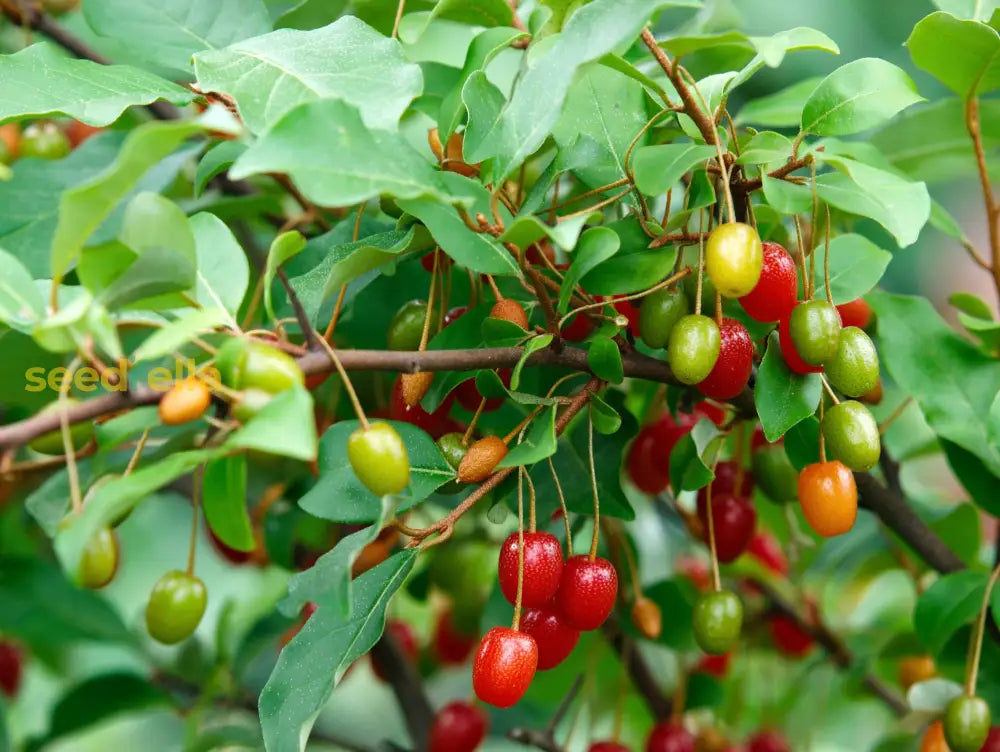 Goumi Fruit Seeds for Planting - Grow Your Own Delicious, Antioxidant-Rich Berries