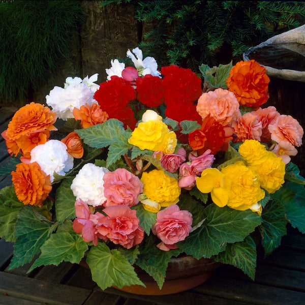 Begonia Flower seeds for Planting Compact Growth Heirloom & GMO Free Seeds for Home Garden 
 
 Sale for planting in home garden
