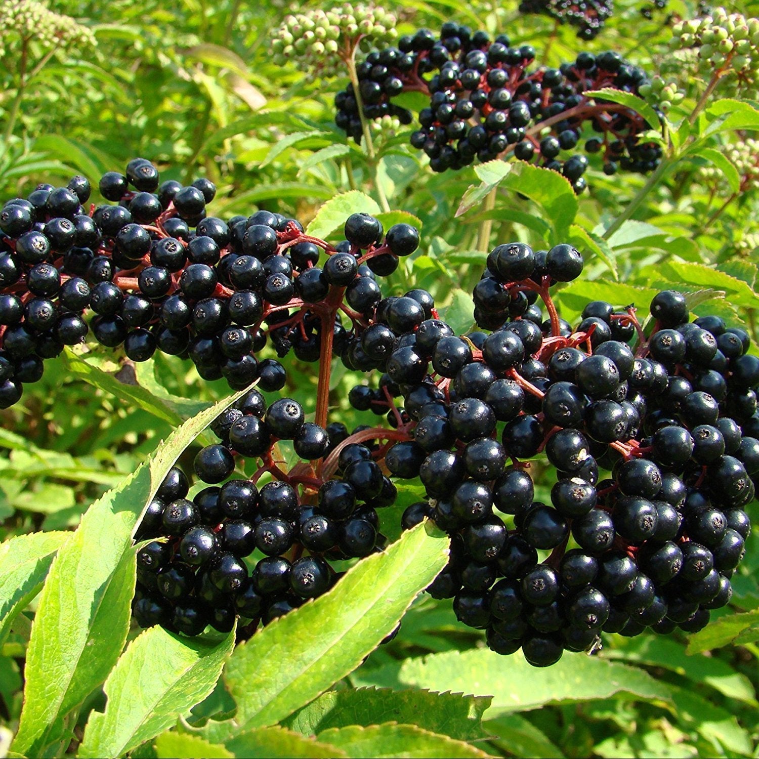 Elderberry Sambucus Nigra Plant Seeds For Planting In Home Garden And Orchard heirloom non-gmo organic garden seeds