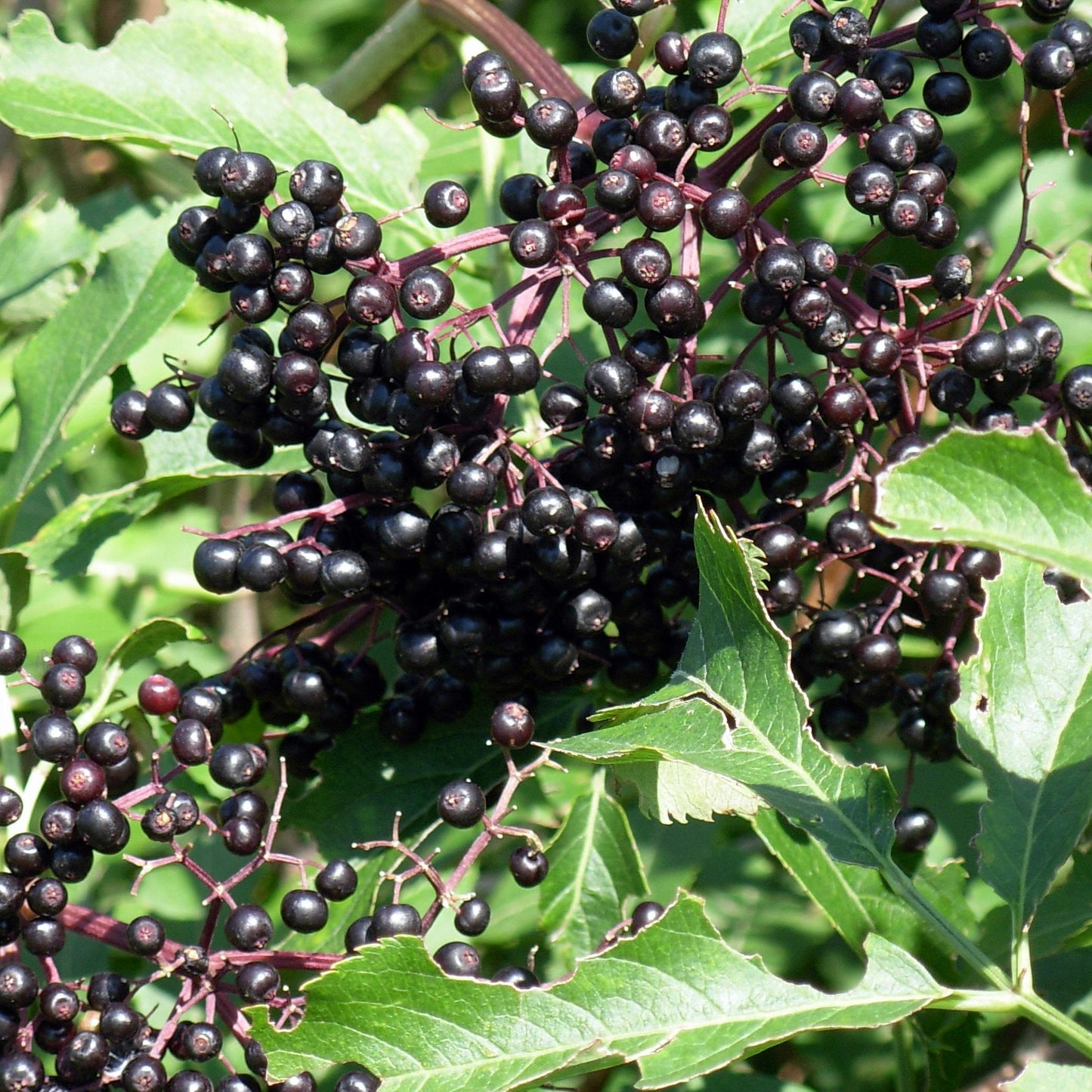 Elderberry Sambucus nigra Plant Seeds for Planting in Home Garden and Orchard