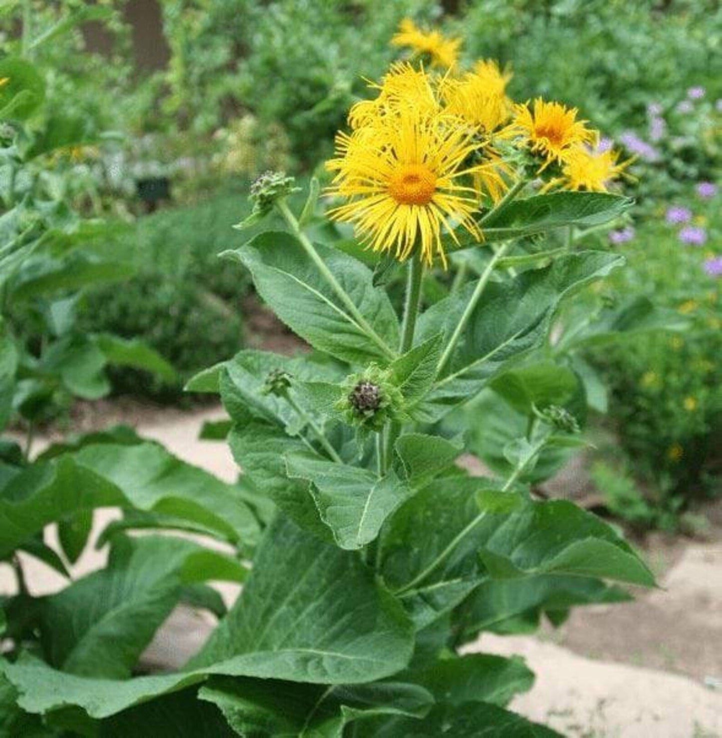 Elecampane Inula Helenium Seeds heirloom non-gmo organic garden seeds