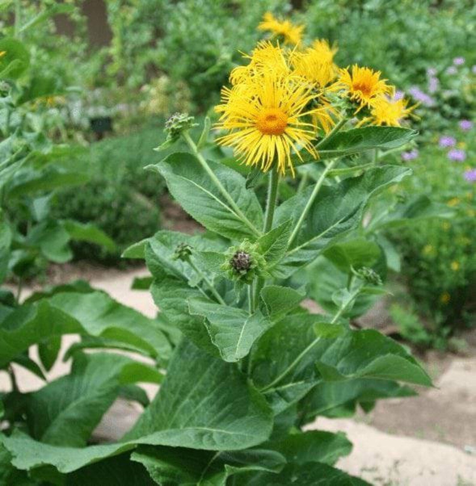 Elecampane Inula Helenium Seeds heirloom non-gmo organic garden seeds