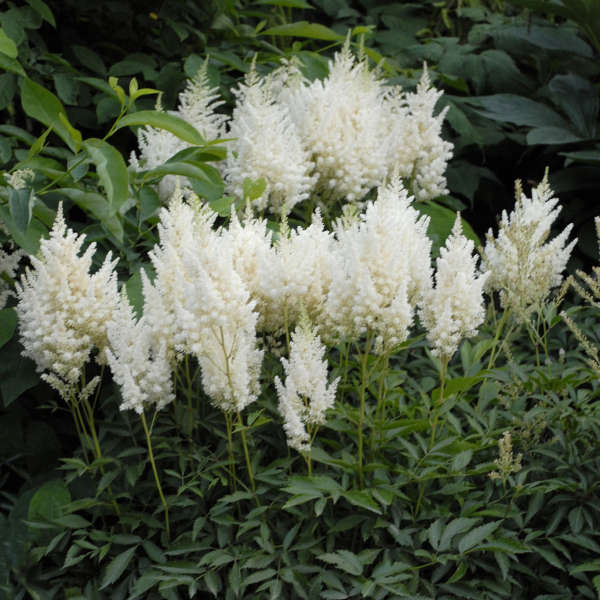 Elegant Astilbe Flower Seeds for Planting