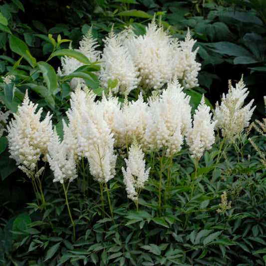 Elegant Astilbe Flower Seeds for Planting