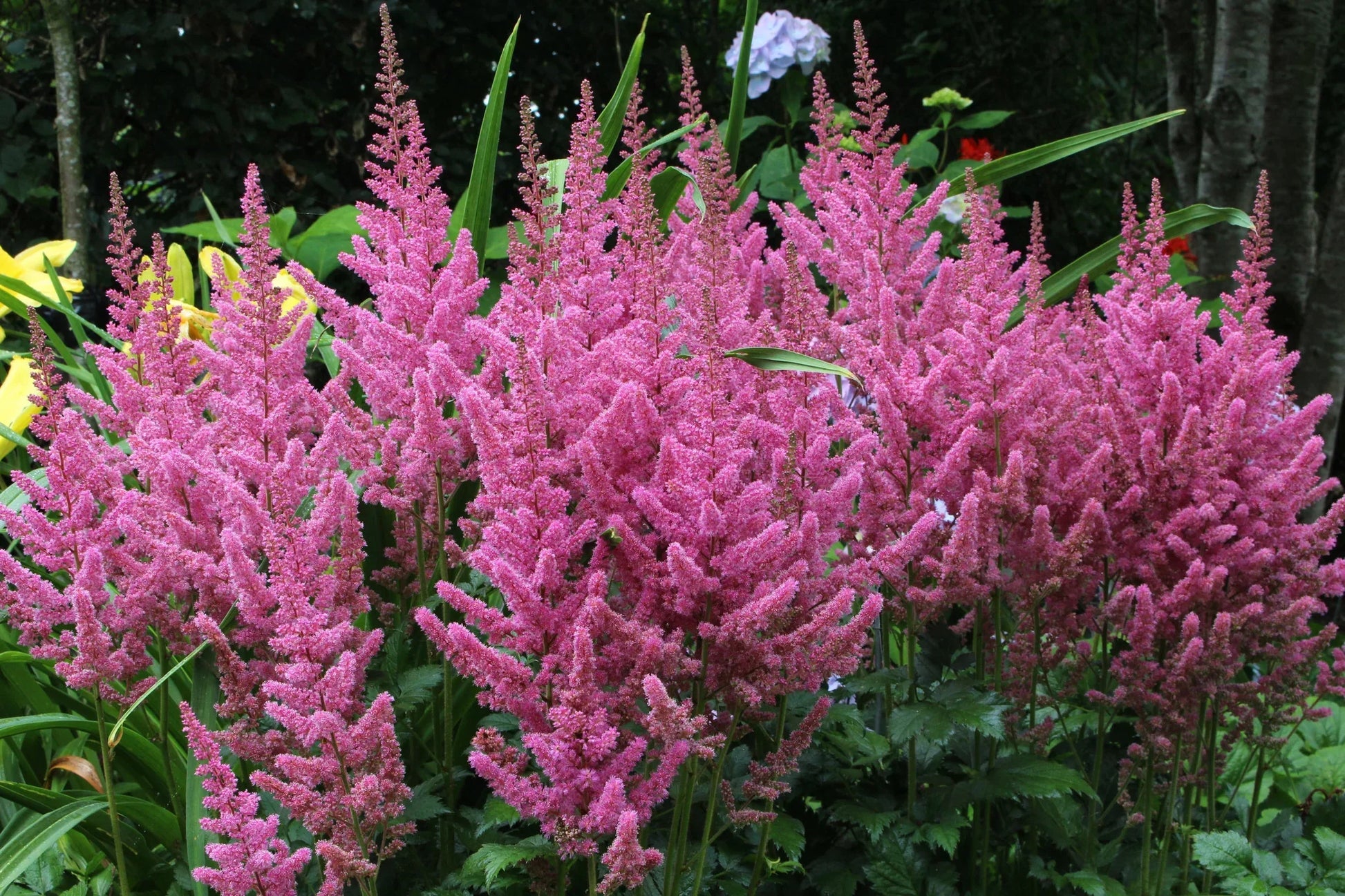 Elegant Astilbe Seeds for Planting  Shade Garden Flowers