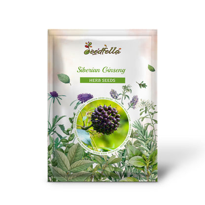 Siberian Ginseng (Eleutherococcus Senticosus / Ci Wu Jia) Herb Shrub Seeds