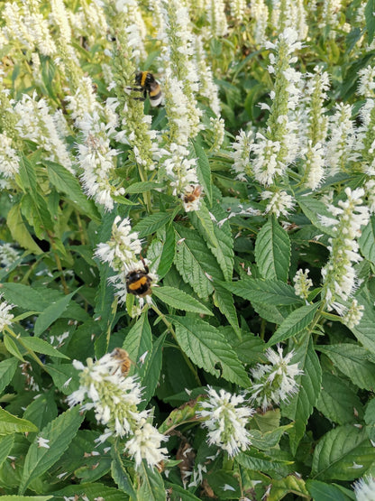 Mint Bush (Elsholtzia Stauntonii Alba) White Chinese Mint Fragrant Shrub Seeds