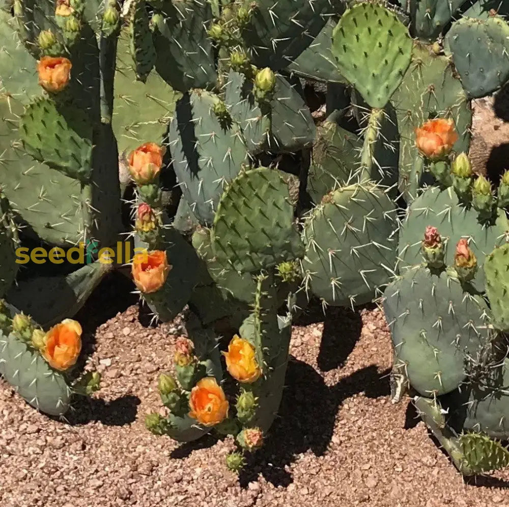 Engelmannii Opuntia Plant Seeds for Easy Planting