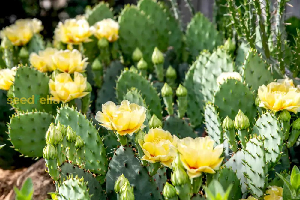 Engelmannii Opuntia Plant Seeds For Easy Planting heirloom non-gmo organic garden seeds